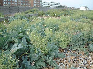 shingle