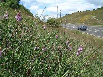 Roadside Verge