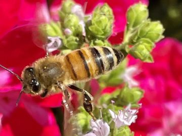 Apis mellifera