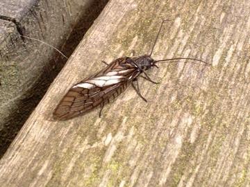 Alder fly