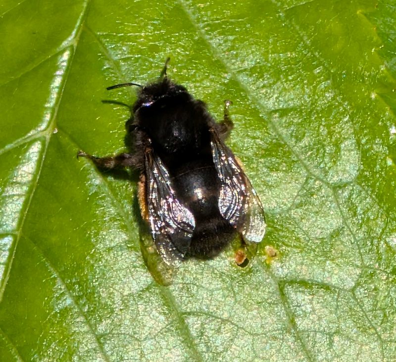 Anthophora plumipes (female) — Hairy-footed Flower
              Bee