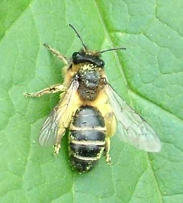 click to enlarge andrena