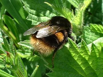 click to enlarge Buff Tailed Bumblebee