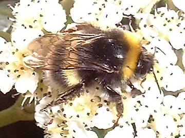 Buff-tailed bumblebee