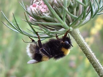 click to enlarge Bombus