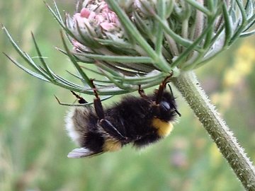 Bombus