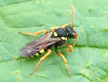 click to enlarge Nomada