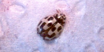 click to enlarge 14 spot ladybird