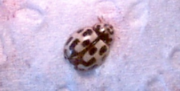 14 spot ladybird