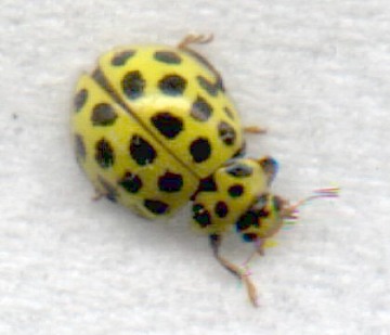 click to enlarge 22 spot ladybird