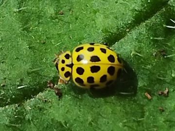 click to enlarge 22 spot ladybird