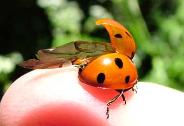 click to enlarge 7 spot ladybird