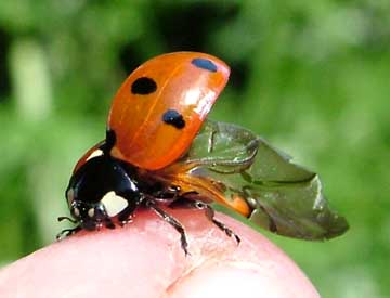 click to enlarge 7 spot ladybird