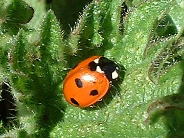 7 spot ladybird