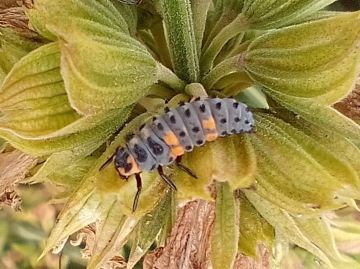 Ladybird larva