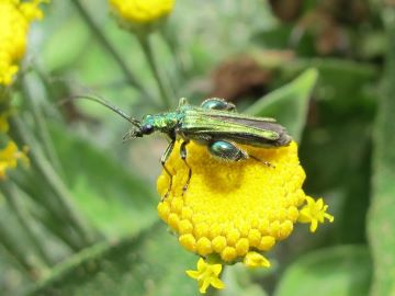 Thick-legged flower beetle