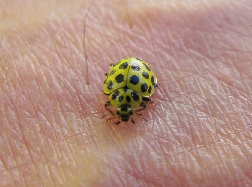 22 spot ladybird