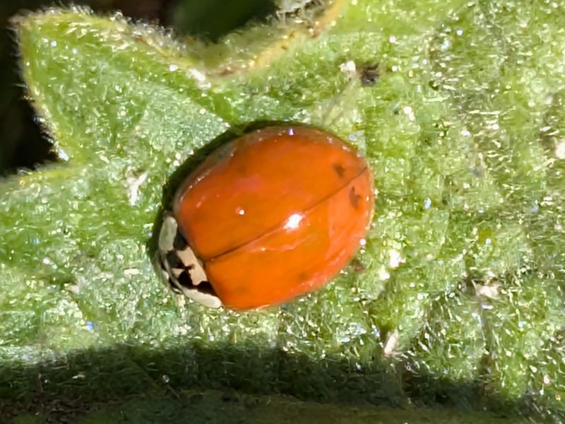 Harmonia axyridis > Harlequin Ladybird adult