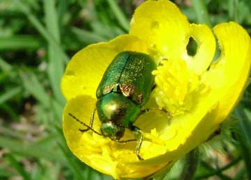 click to enlarge Mint Beetle ?