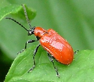click to enlarge Lily Beetle