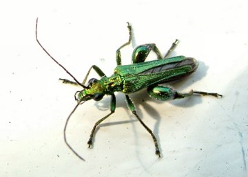 click to enlarge Flower Beetle