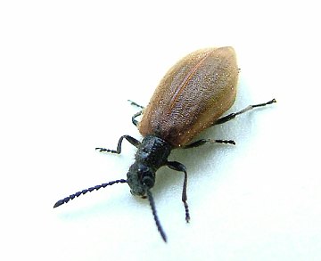 click to enlarge beetle