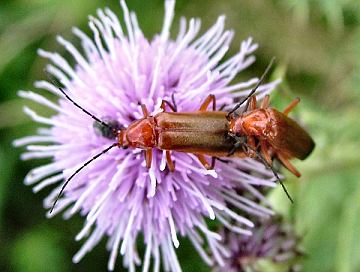 click to enlarge Soldier beetles