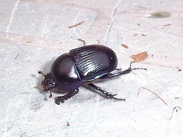click to enlarge Dor Beetle
