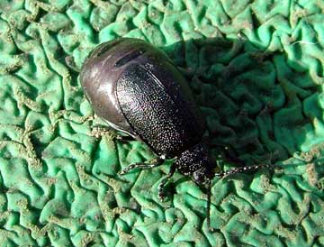 click to enlarge beetle