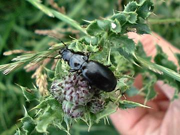 click to enlarge ground beetle