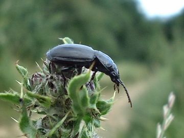 Ground Beetle