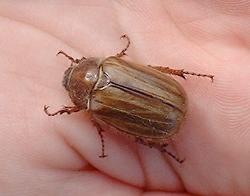 Summer Chafer Beetle