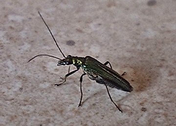 Thick legged flower Beetle