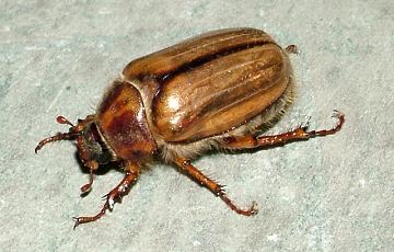 click to enlarge summer chafer
