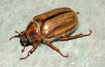 summer chafer