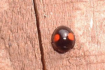 Chilocorus renipustulatus > Kidney-spot Ladybird