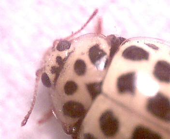 micro 22 spot ladybird