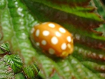 Orange Ladybird