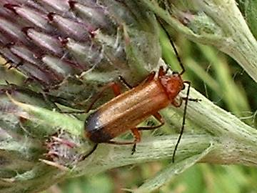 click to enlarge Red Soldier beetle