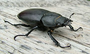 click to enlarge Stag Beetle