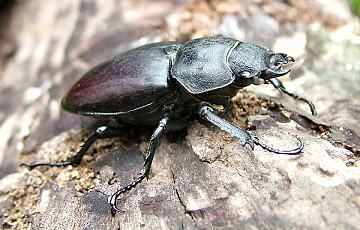 click to enlarge Stag Beetle