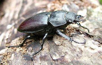 Stag Beetle