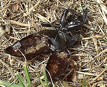 stag beetle husk