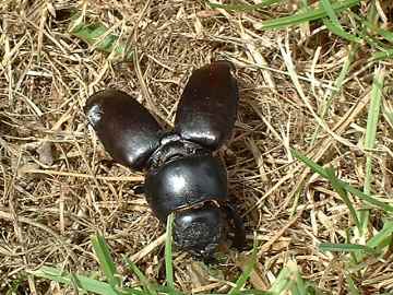 click to enlarge Stag Beetle - female shell case