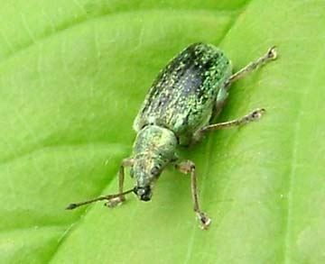 click to enlarge Weevil