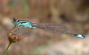 Blue Tail damselfly