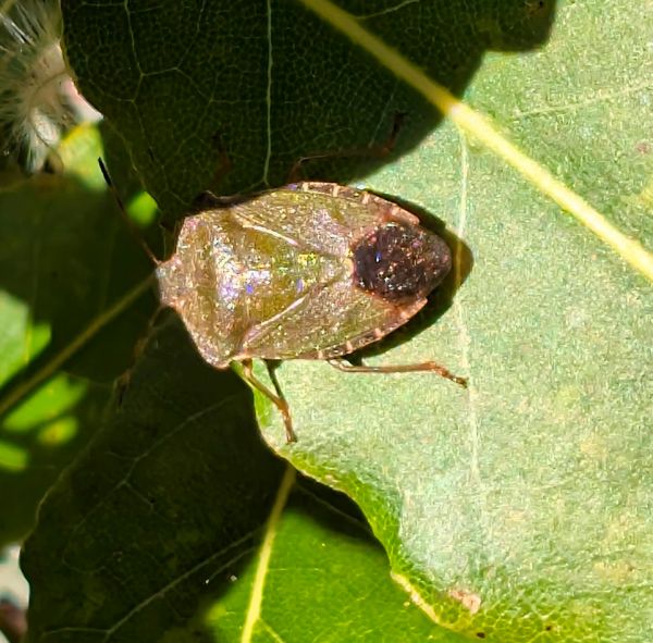 Palomena prasina — Green Shieldbug on Bay tree, March
              2026