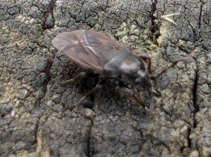 Drymus sylvaticus - Ground Bug