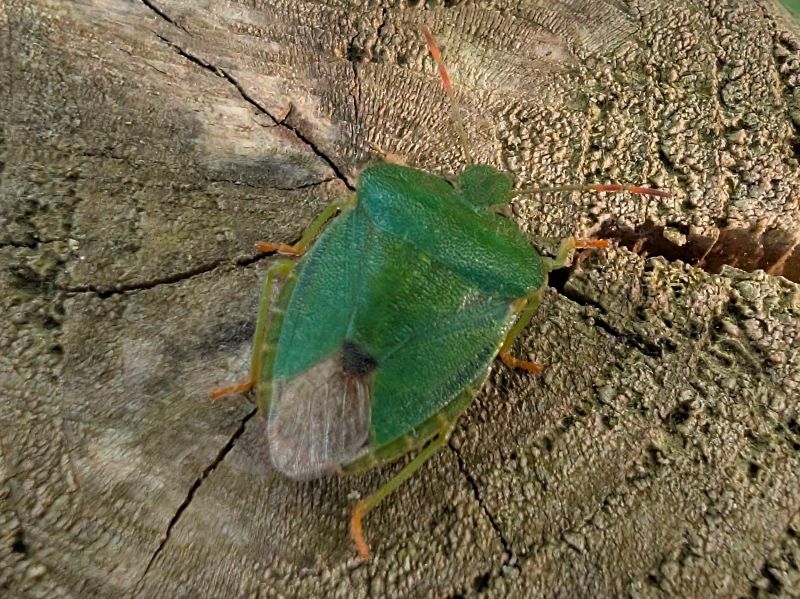 Palomena prasina — Green Shieldbug on Bay tree, June 2026