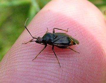 Shield Bug